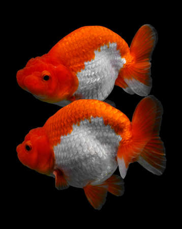 Goldfish isolated on black background.の写真素材