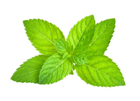 Fresh mint leafs isolated on a white backgroundの写真素材