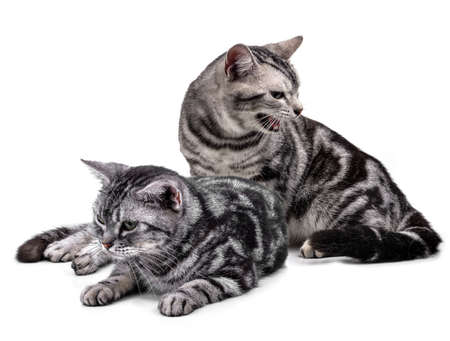 American Shorthair cat on whiteの写真素材