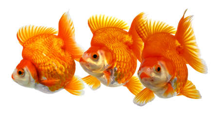 Gold fish Isolation on the whiteの写真素材