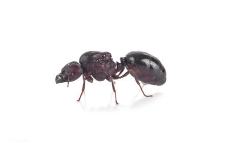 black ant isolated on white backgroundの写真素材