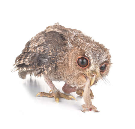 Owl hunt isolated on a white backgroundの写真素材