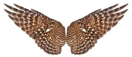 Wing bird isolated on white background