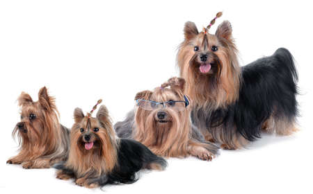 Dog yorkshire terrier isolated on whiteの写真素材