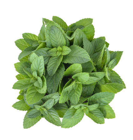 Fresh mint  isolated on a white backgroundの写真素材