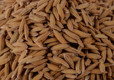 rice plants, grains of Thai jasmine riceの写真素材