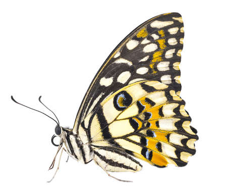 butterfly isolated on white backgroundの写真素材