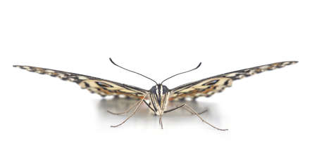 butterfly isolated on white backgroundの写真素材