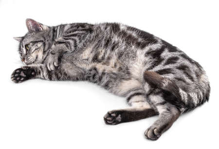 Cat  isolated on white backgroundの写真素材