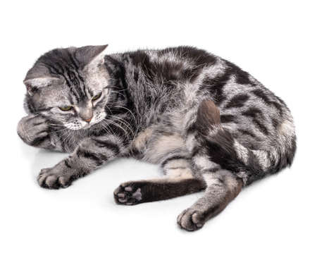 Cat  isolated on white backgroundの写真素材