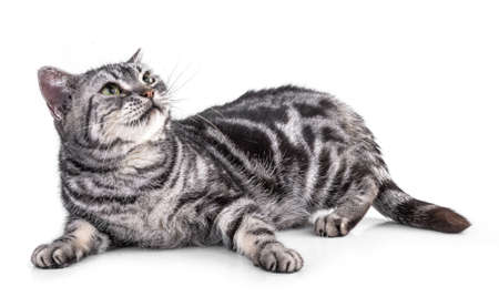 Cat  isolated on white backgroundの写真素材