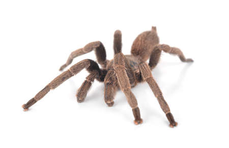 Tarantula  isolate on white backgroundの写真素材