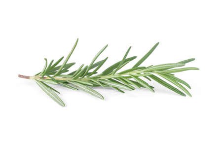 Rosemary isolated on white background.の写真素材