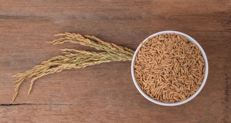 rice plants, grains of Thai jasmine riceの写真素材