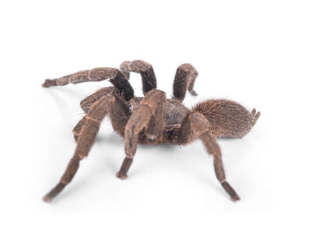Tarantula  isolate on white backgroundの写真素材