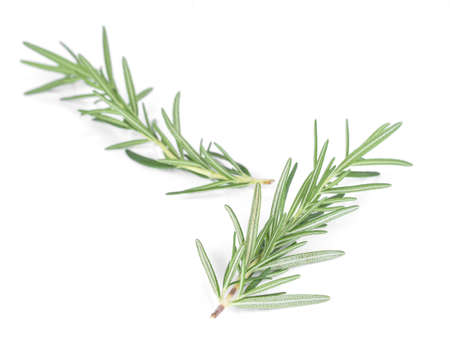 Rosemary isolated on white background.の写真素材