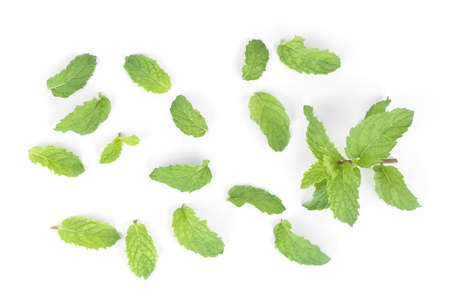 mint leafs isolated on a white backgroundの写真素材