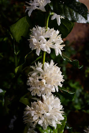 Coffee tree blossom with white color flowersの写真素材