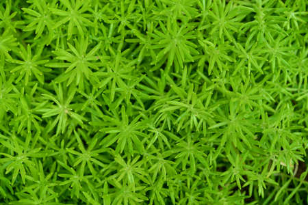 nature backgrounds, backgrounds concept.の写真素材