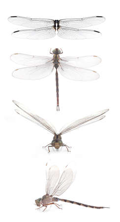 Dragonfly wings isolated on white background.の写真素材