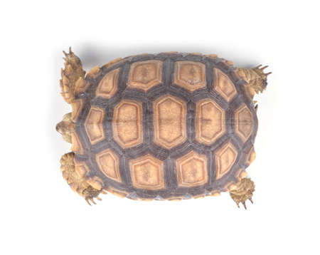 turtle isolated on white backgroundの写真素材
