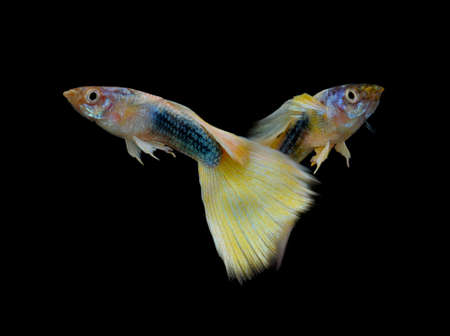 Poecilia reticulata isolated on backgroundの写真素材