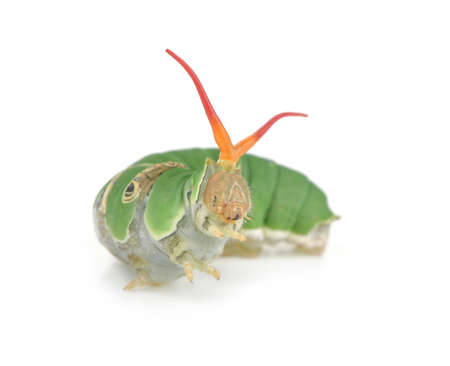Green worm  isolated on a white backgroundの写真素材