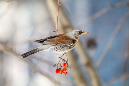 Fieldfare on a branch of mountain ash Sorbus in winterの写真素材