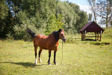Brown horse on the fieldの写真素材
