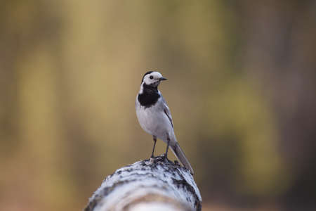 Close up portrait of a perched White Wagtail (Motacilla alba) bird with white, gray and black feathers. The White Wagtail is the national bird of Latviaの写真素材