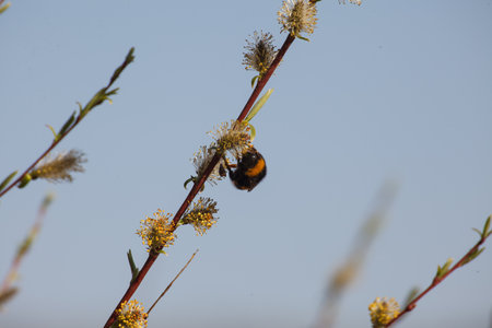 Bumblebee collecting nectar on flowering blooming blossoming willow bush shrub flowers branch, humble-bee, large detailed macro closeupの写真素材