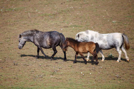 Three handsome ponies grazing at a horse farm, stallion, mare and colt.の写真素材
