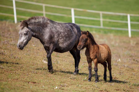 a pony with a foal grazing at a horse farmの写真素材