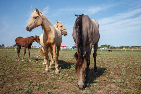 Beautiful horses grazing in the pasture at a horse farmの写真素材