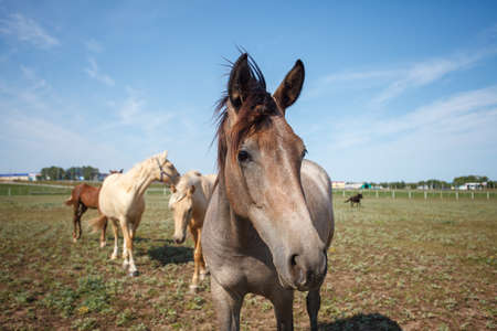 handsome horse grazing at a horse farmの写真素材