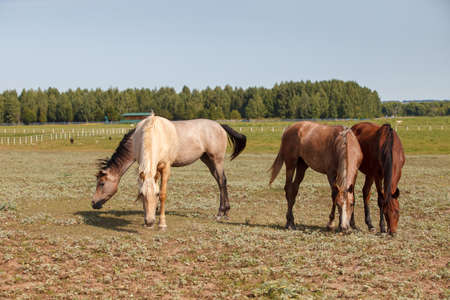 Beautiful horses grazing in the pasture at a horse farmの写真素材