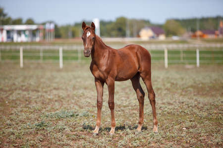 handsome brown young horse or grazing at a horse farmの写真素材