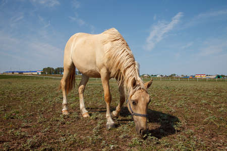 handsome horse grazing at a horse farmの写真素材