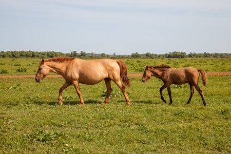 mother horse and foal grazing in the pasture at a horse farmの写真素材