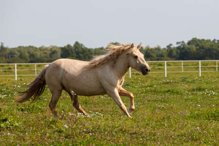 handsome young horse running at a horse farmの写真素材
