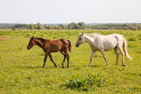 mother horse and foal grazing in the pasture at a horse farmの写真素材