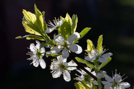 Beautiful white flowers of the blossoming cherry tree close upの写真素材