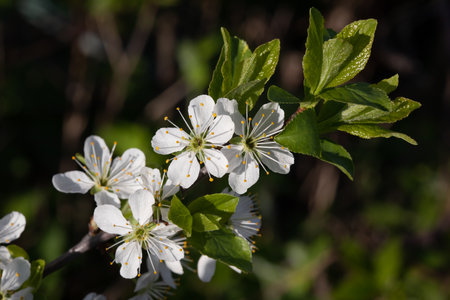 Beautiful white flowers of the blossoming cherry tree close upの写真素材