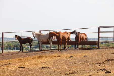 Beautiful horses grazing in the pasture at a horse farmの写真素材