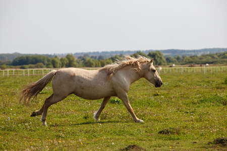 handsome young horse running at a horse farmの写真素材