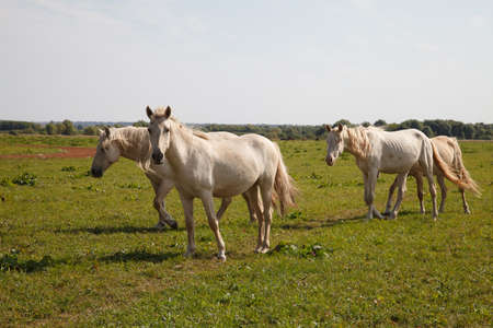 White horses grazing in the pasture at a horse farmの写真素材