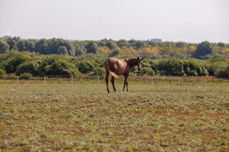 handsome young horse or colt grazing at a horse farmの写真素材