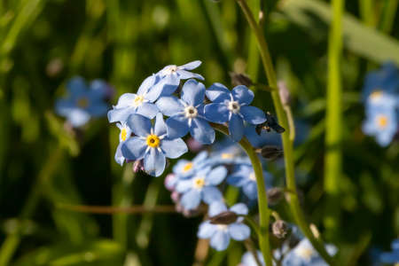 Forget me not, small flowersの写真素材