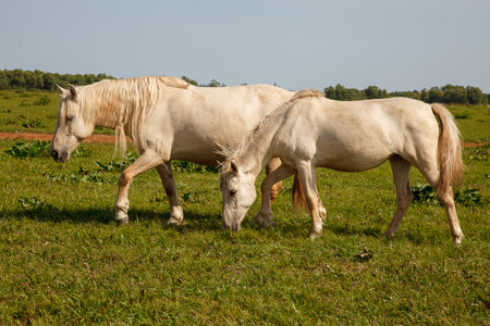 White horses grazing in the pasture at a horse farmの写真素材