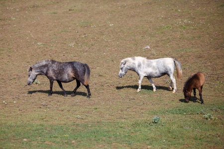 Three handsome ponies grazing at a horse farm, stallion, mare and colt.の写真素材